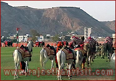 Elephant Festival in Jaipur, Rajasthan