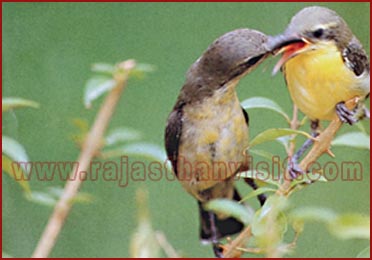 Purple Sunbird