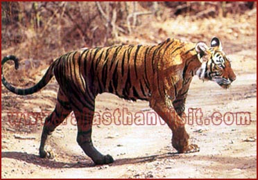 Tiger in Jungle Rajasthan