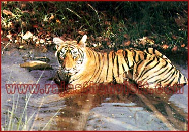 Tiger in Ranthambhore