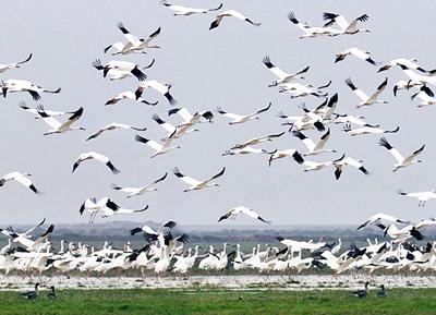 Bharatpur Bird Sanctuary, Keoladeo Ghana National Park, Wildlife in  Rajasthan