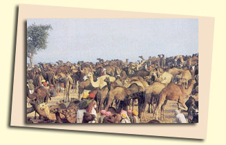 camels at Desert fair, Jaisalmer