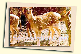 Deers at Kumbhalgarh Sanctuary, Kumbhalgarh