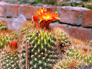 Flora in Kalimpong