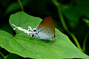 Maenam Wildlife Sanctuary