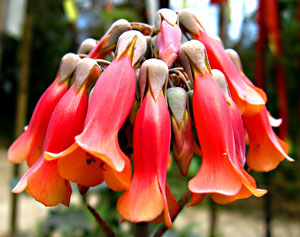 Flowers in Sikkim