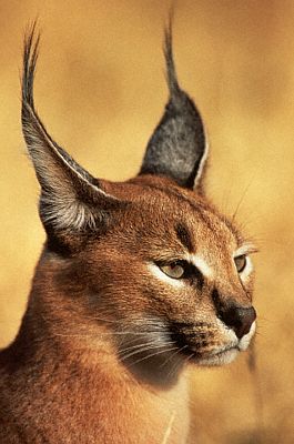 Sariska National Park, Jungle Cat in Sariska