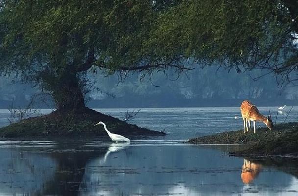 Bharatpur Bird Sanctuary