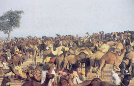 Desert Festival, Jaisalmer