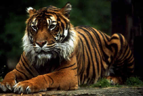 Ranthambore National Park, Tiger in Ranthambore National Park