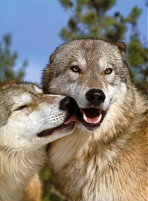 Sariska National Park, Indian Wolf in Sariska