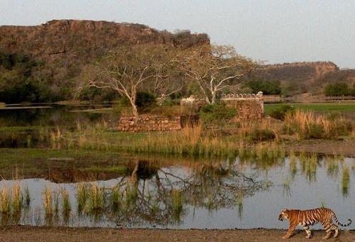 Ranthambore National Park