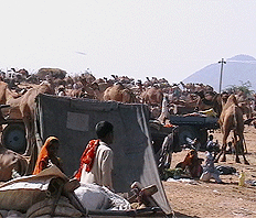 Pushkar Fair, Pushkar