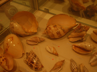 beautiful sea shells