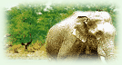 Panna National Park lies in that region which is famous for diamonds and is also home to some of the best wildlife species in India and is one of the best Tiger Reserves in the country.
