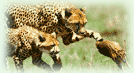 Call of the Wild tour covers different National Parks and Sanctuaries in Kerala like Periyar National Park, Nagarhole Sanctuary and Mudumalai Sanctuary are the famous wildlife sanctuaries of South India and Kerala.
