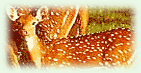 The Wildlife sanctuaries enable us to witness the most unique animals and birds existing in the world and also have some close encounters with the wild animals.