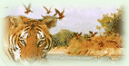 Bandhavgarh National Park and Chitwan National Park are the main National Parks that will be visited during this tour. This tour covers 14 Days and 13 Nights.