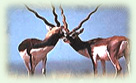 The Wildlife sanctuaries enable us to witness the most unique animals and birds existing in the world and also have some close encounters with the wild animals.