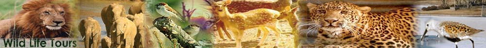 Wildlife Tours, Wildlife Tours in India, Gujarat Wildlife Tour