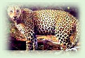 Gujarat Wildlife tour covers different National Parks and Sanctuaries of Gujarat like Velavadar National Park, Bhavnagar, Sasan Gir National Park, Sayla and Dasada.