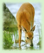 National Park, Ranthambore National Park