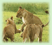 Indian Wildlife, Indian Lion