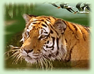 Wildlife Tour, Nepal Wildlife Tour