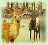 Wildlife in Bandhavgarh National Park