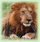 Indian Wildlife, Indian Lion 